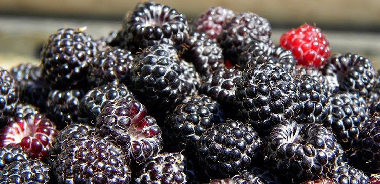 Много свежей черной малины