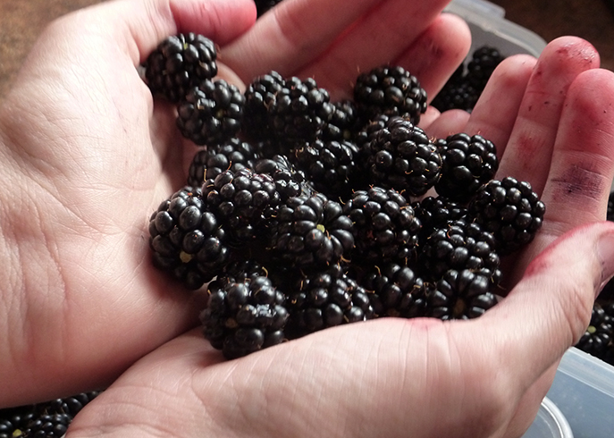 Черная малина в руках