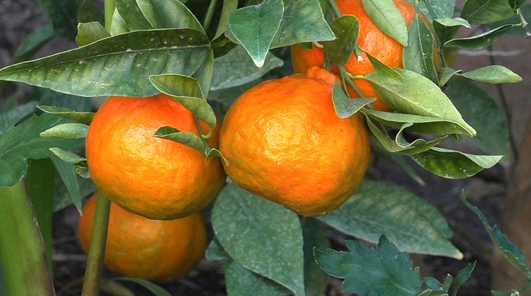 Мандарины растут