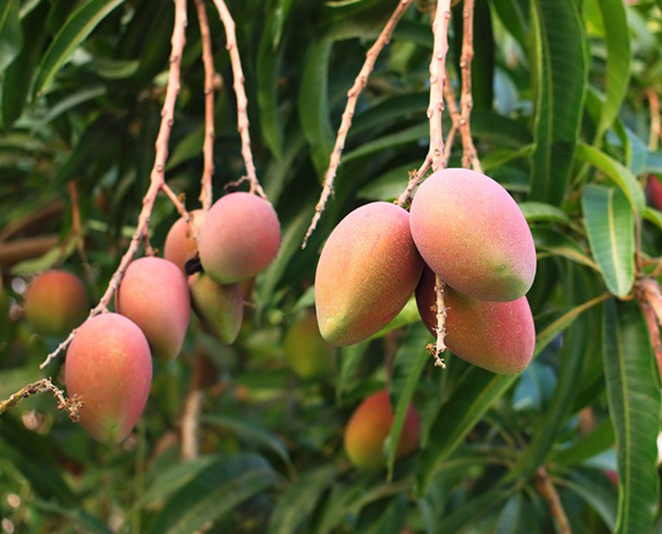 Манго растет