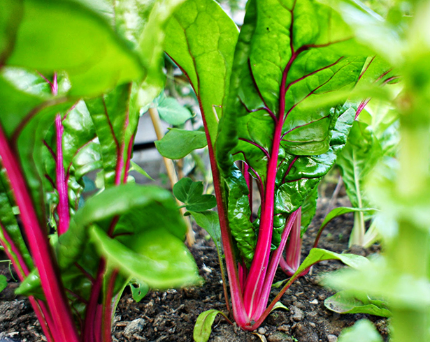 Мангольд растет