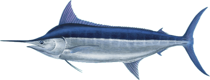 Рыба марлин