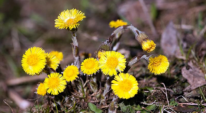 Мать-и-мачеха