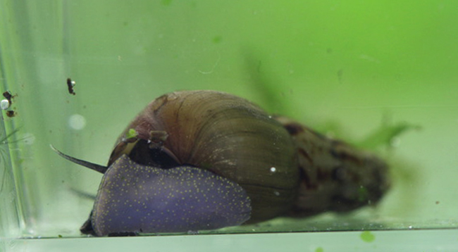 Внешний вид улитки