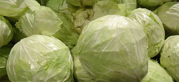 Много белокачанной капусиы