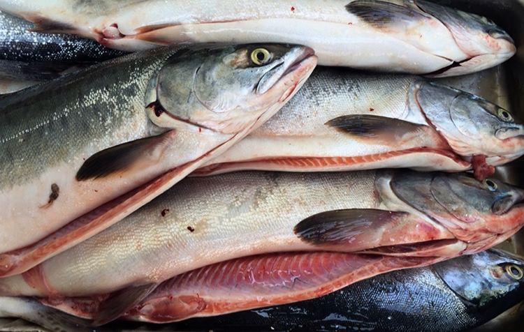 Много горбуши