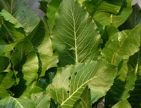 Много листьев хрена