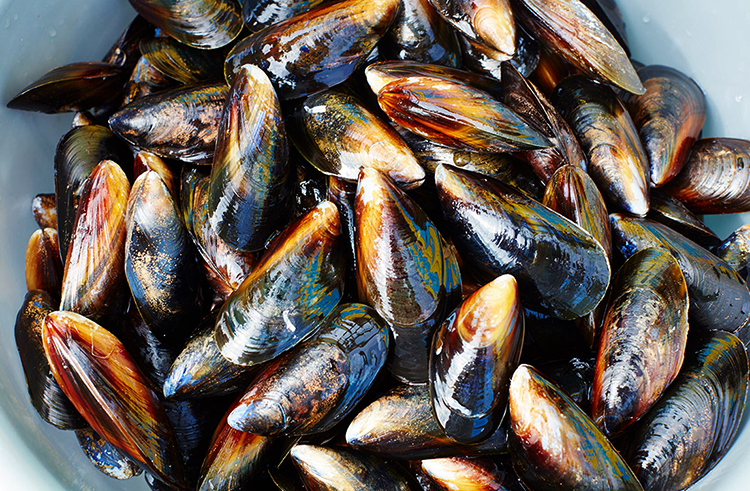 Много мидий