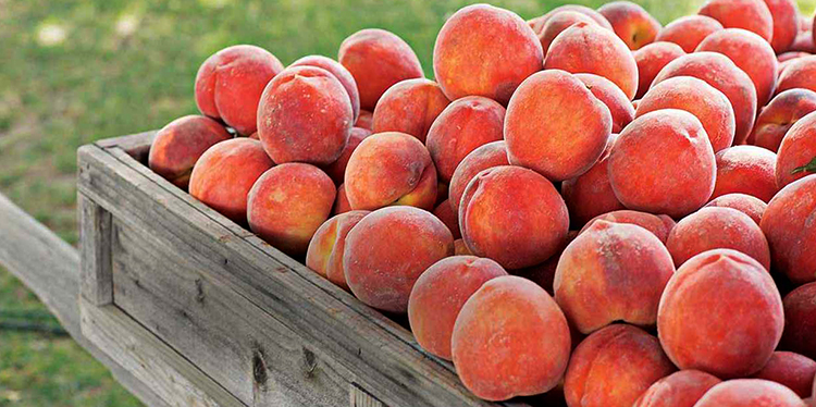 Много персиков