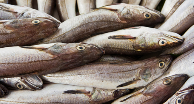 Много пикшы