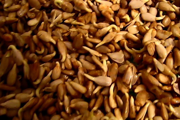 Много пророщенных семян