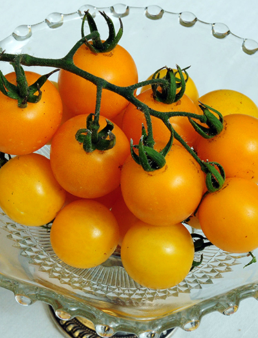 Много желтых помидоров