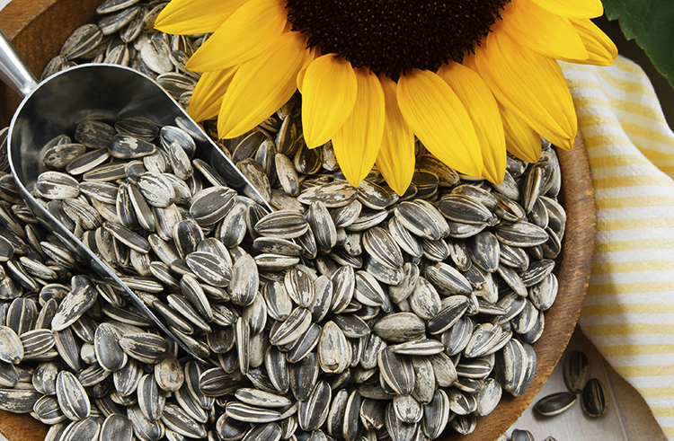 Семена и подсолнух