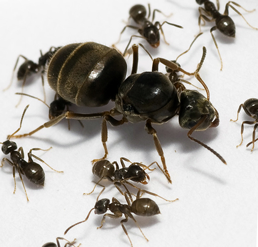 Муравьи с маткой
