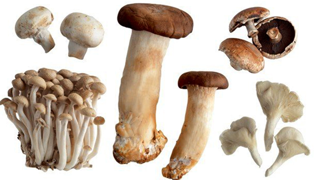 Много разных грибов