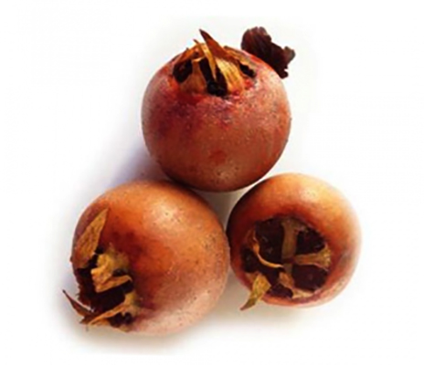 Мушмула германская