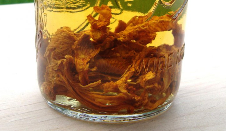 Настойка лисичек