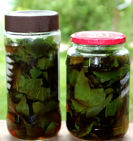 Настойка подорожника