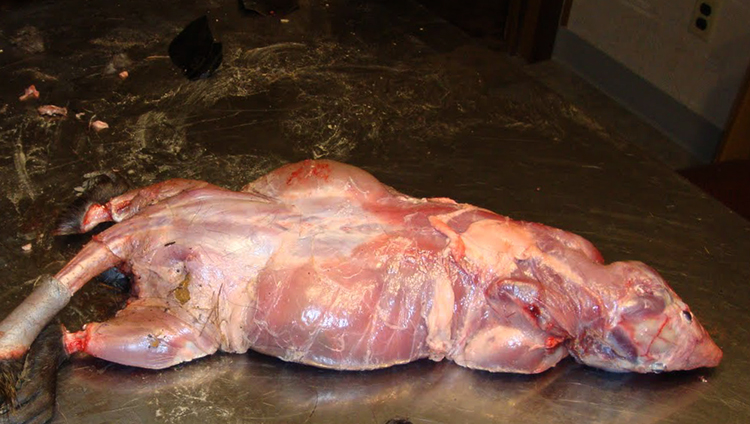 Мясо нутрии