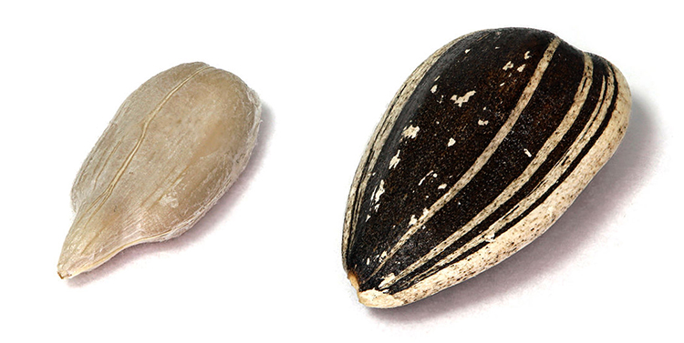 Очищенная семечка