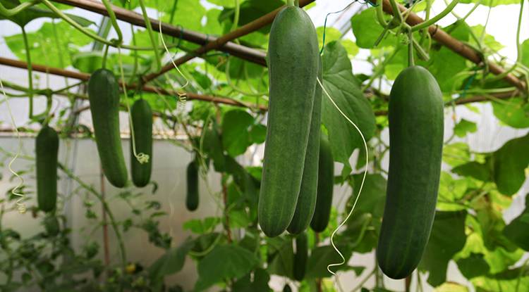 Огурцы растут