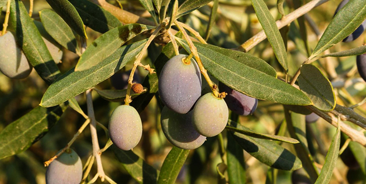 Оливки растут