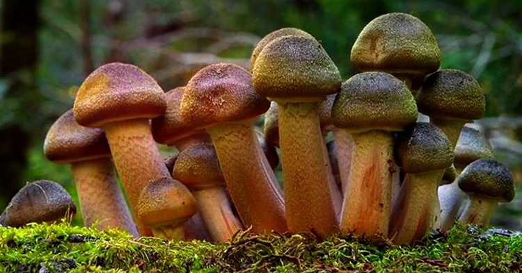 Опята растут