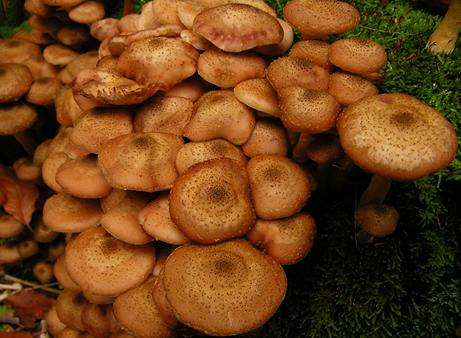 Много опят растут