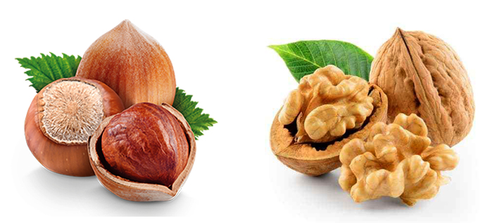 Фундук и грецкий орех