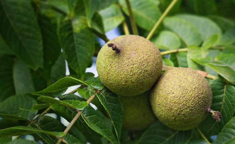 Черный орех растет