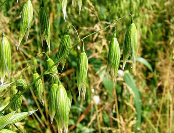 Растение овес