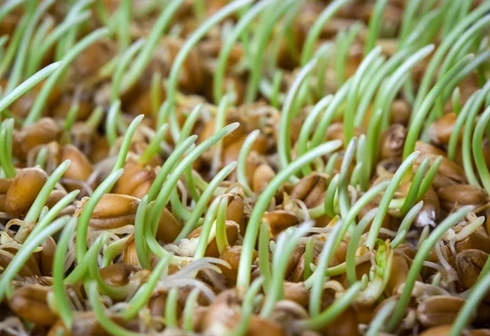 Овес прорастает