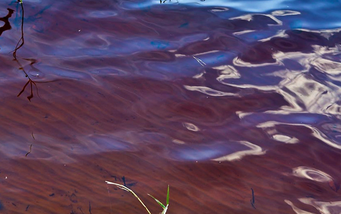 Озеро с торфяной водой