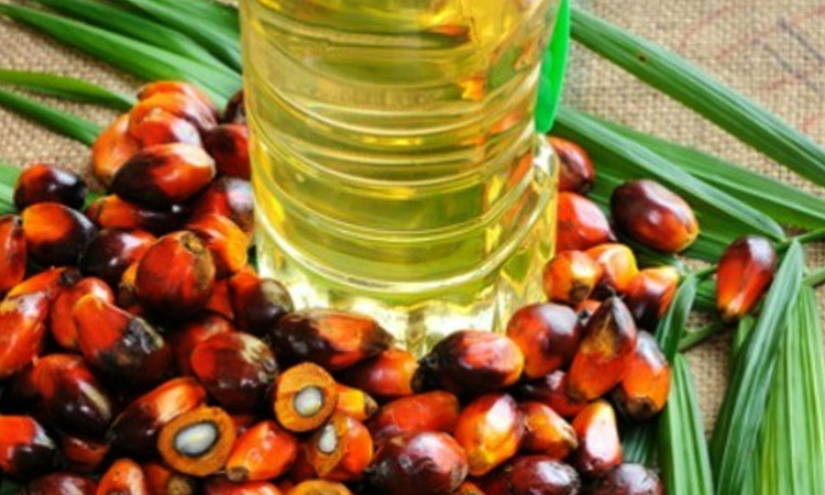 Свежее пальмовое масло