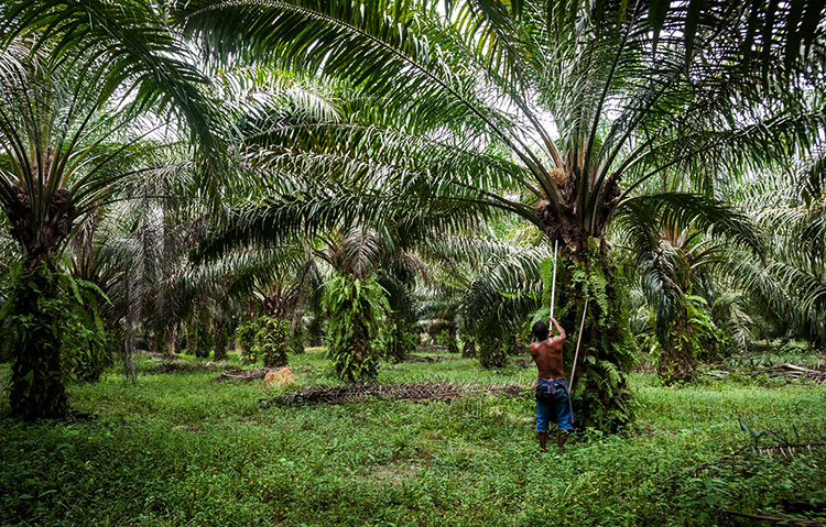 Растущие пальмы