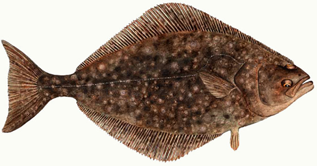 Рыба Палтус