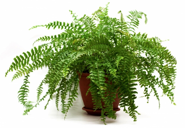 Комнатный папоротник
