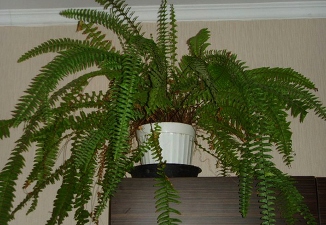 Папоротник дома