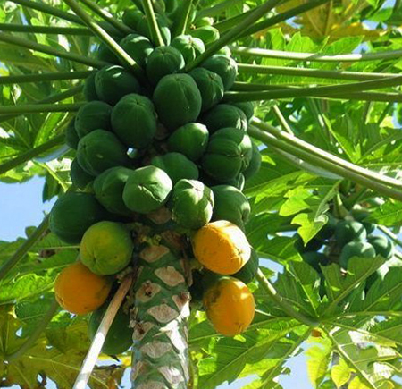 Растущая папайа