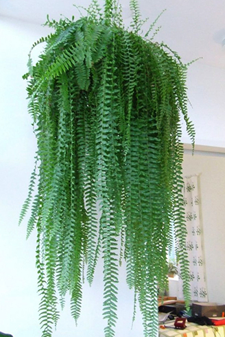 Папоротник висит