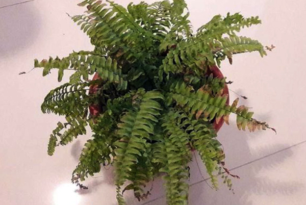 Папоротник в горшке