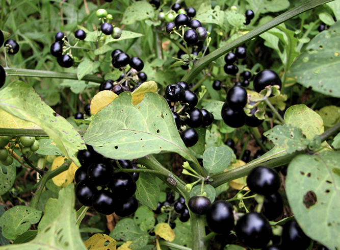 Паслен черный