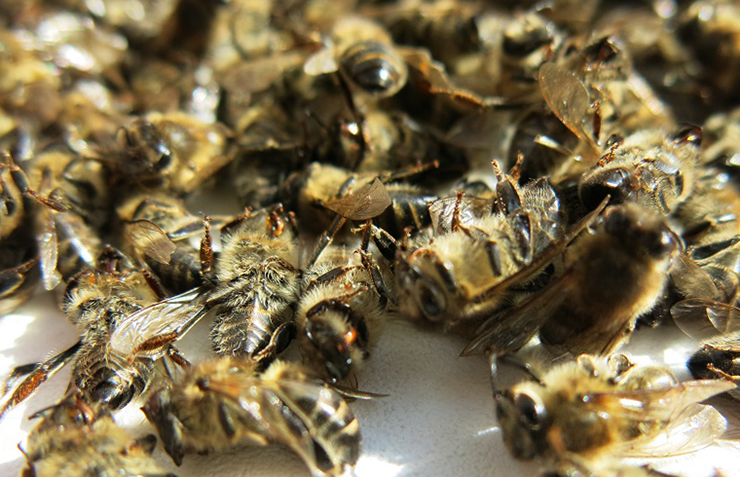 Пчелиный подмор