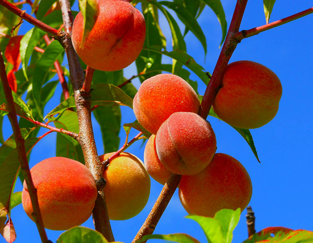 Персики растут