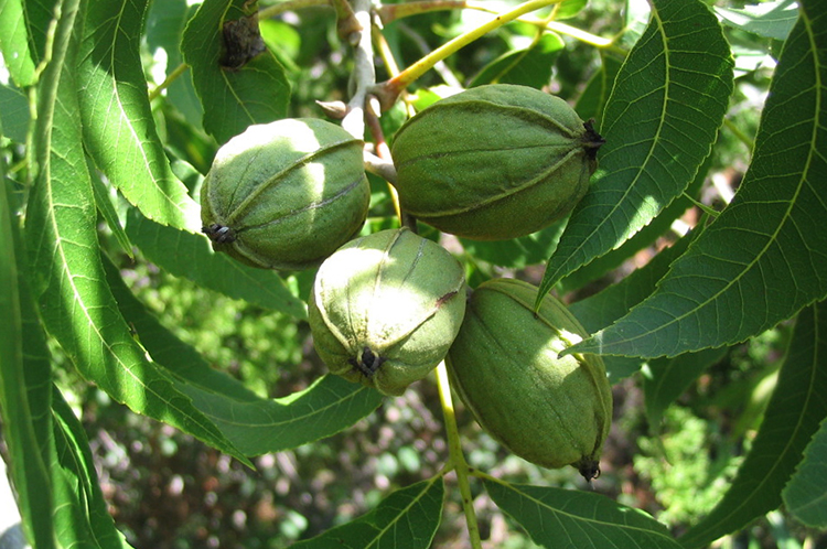 Дерево с орехами пекан