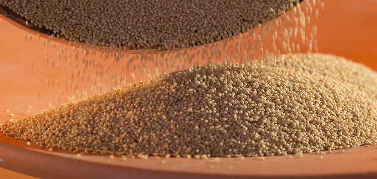 Перед приготовлением семян