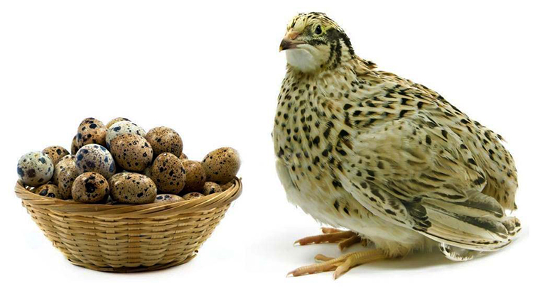 Перепел и яйца