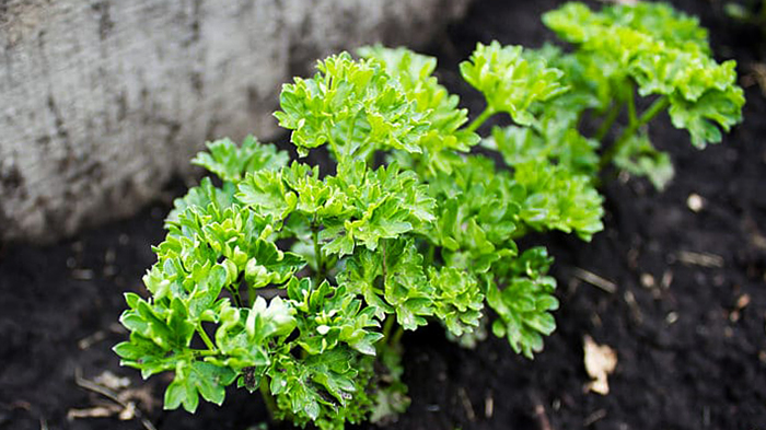 Петрушка растет