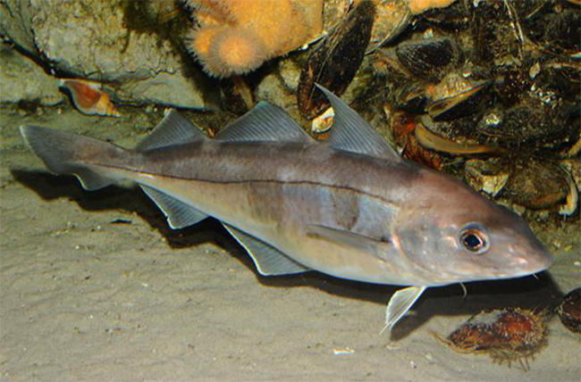 Пикша плывет