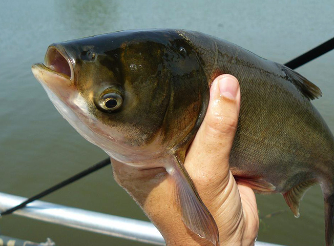 Пойманный толстолобик
